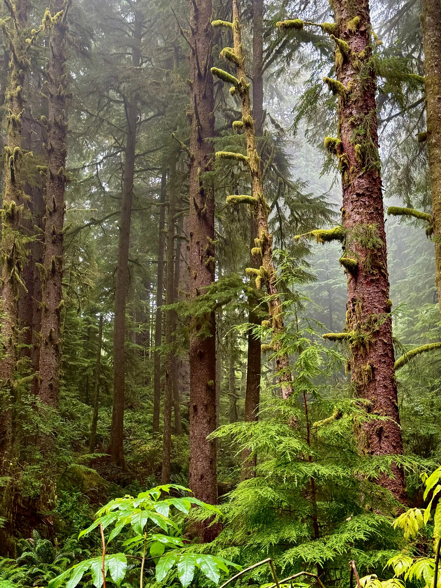 Mossy evergreens in an Oregon forest